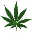 Marijuana Legalization Trade...